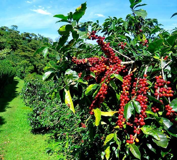 میوه قهوه بر روی درخت قهوه