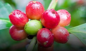 coffee fruit or coffee berry