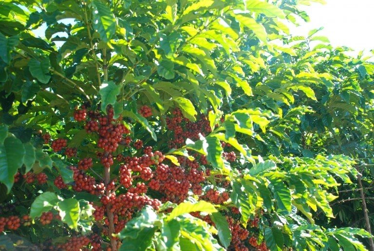 گیاه قهوه ربوستای برزیل