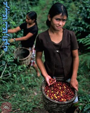 خرید قهوه نیکاراگوئه