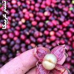 پک تست قهوه عربیکا