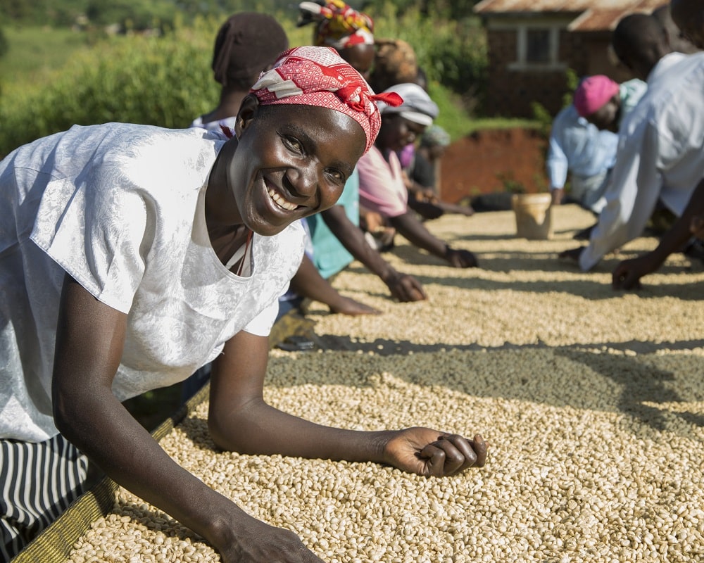 تصویر برداشت قهوه در کشور کنیا