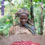 خرید قهوه اوگاندا