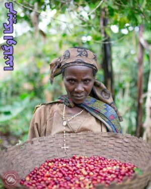 خرید قهوه اوگاندا