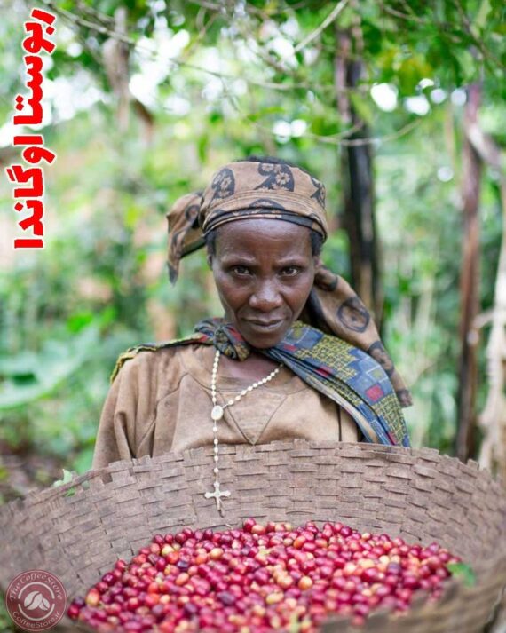 خرید قهوه ربوستا اوگاندا