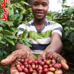 خرید قهوه برزیل تیره برشت