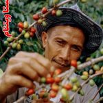 خرید قهوه ویتنام