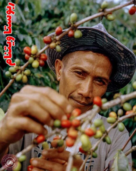 خرید قهوه ویتنام