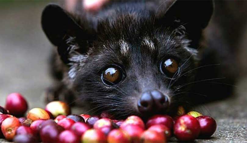 کاپی لواک (Kopi Luwak) گرانترین قهوه دنیا | کافی استور