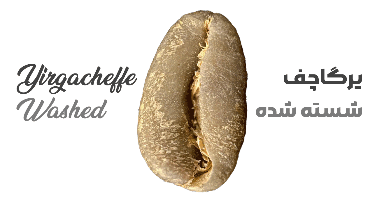 یرگاچف شسته شده