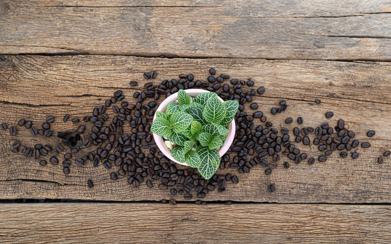 ریختن تفاله قهوه برای گیاهان با فاصله مناسب از ریشه 