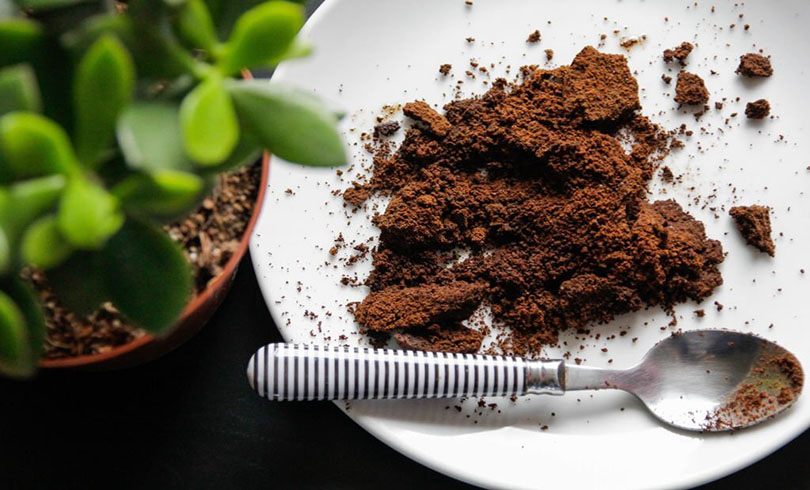 ریختن تفاله قهوه برای گیاهان