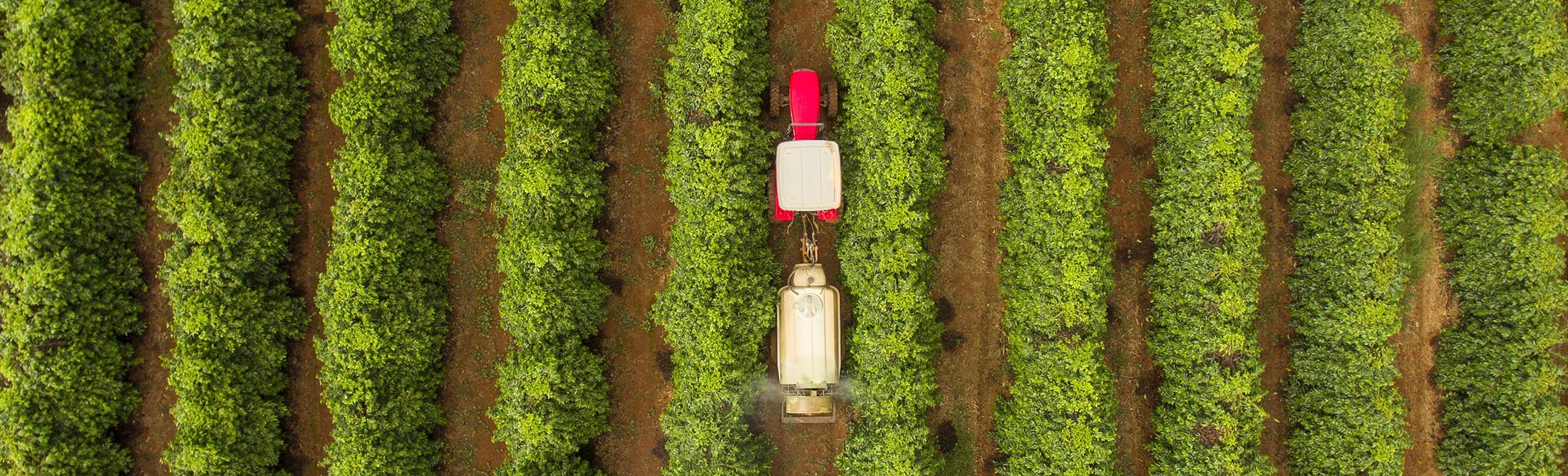 Coffee Operations In The Largest Coffee-Growing State In Brazil تولید قهوه برزیل