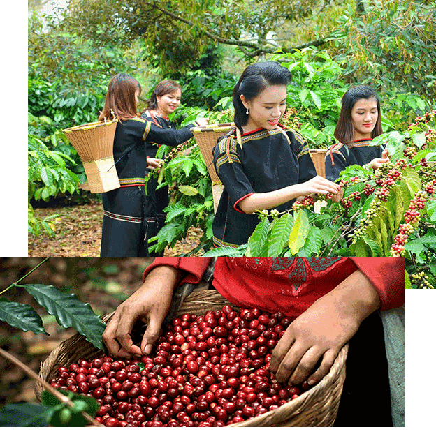 Collect-Viet-coffee