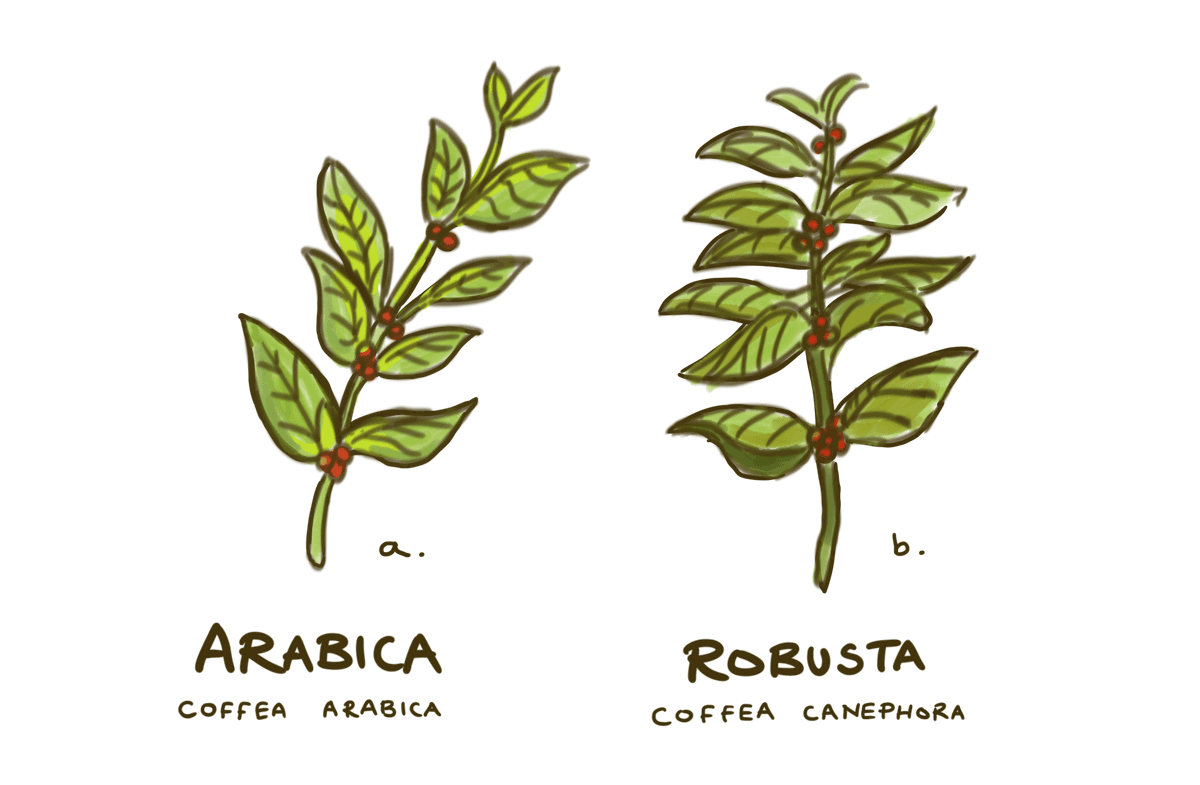 arabica-robusta-vietnam