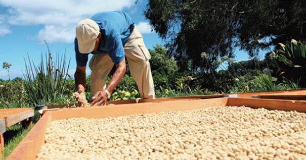 دانه‌های این قهوه در کشور یمن یافت شده و سپس به دنیا صادر شدند