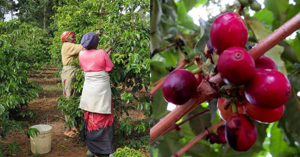 Zambian Coffee cherry and tree
