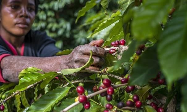 Harvesting Zambian coffee