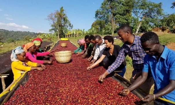 عربیکا رایج‌ترین نوع قهوه در مزارع زامبیا است