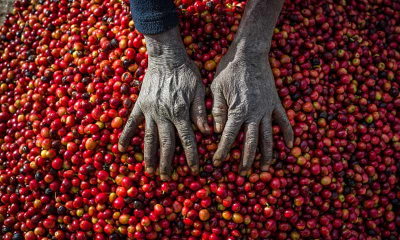 در مورد قهوه‌ های زامبیایی چه می‌دانید؟