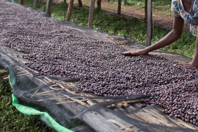 مزرعه قهوه اتیوپی