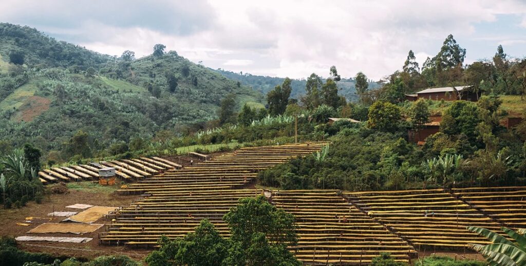 Heirloom Coffee Farm Ethiopia