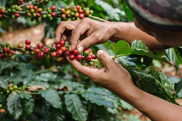 برداشت قهوه در قاره آمریکا