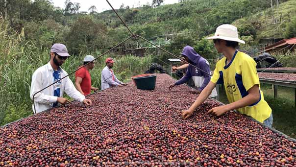 فصلهای برداشت قهوه در هند