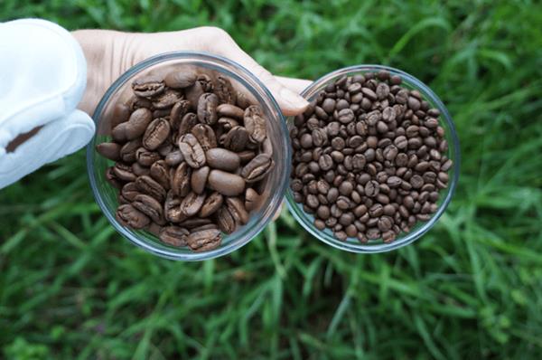 تصویر تفاوت قهوه Maragogype مکزیکی با مارگوگیپ عادی