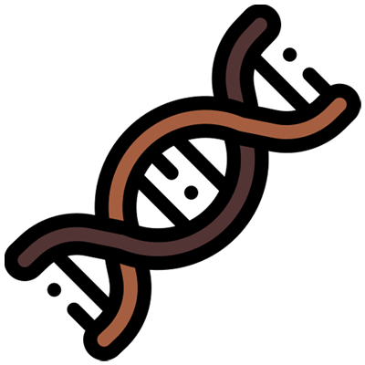 آناتومی-دان-قهوه1 آناتومی دان قهوه
