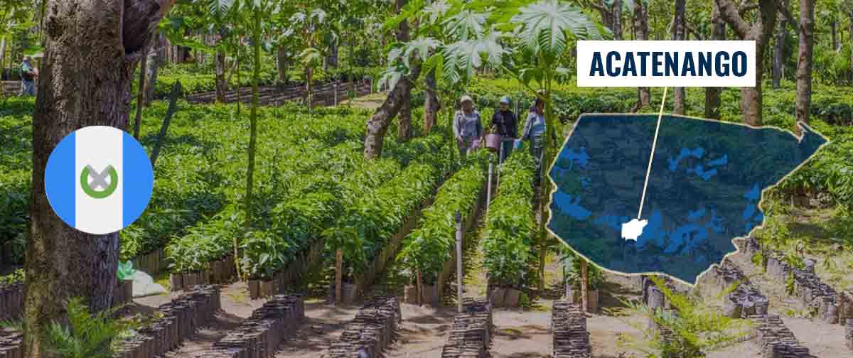 Acatenango_خرید قهوه گواتمالا Acatenango_خرید قهوه گواتمالا