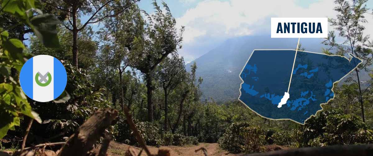 Antigua_Coffee_Region_Guatemala Antigua_Coffee_Region_Guatemala