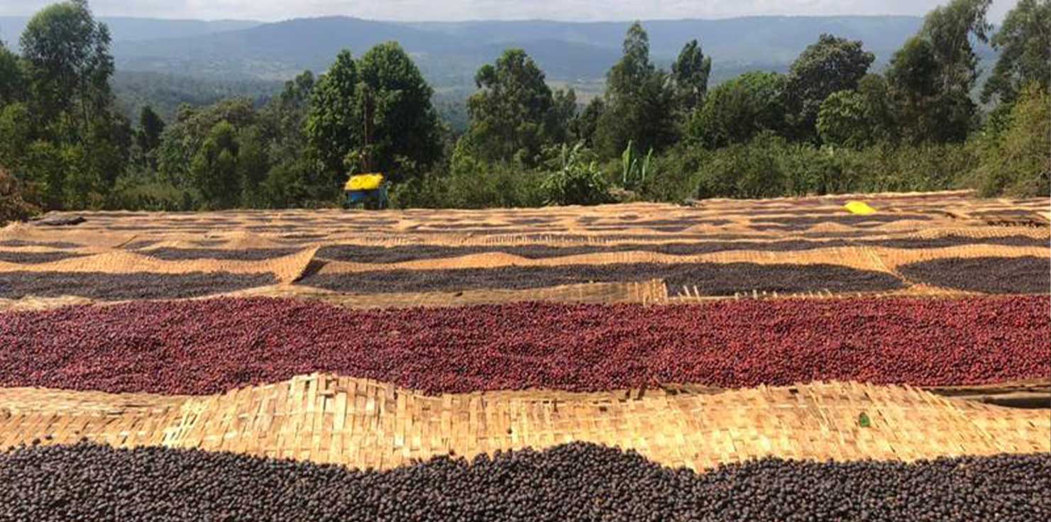 Bungoma-Vihiga-Kakamega Kenya-Coffee-Bungoma-Vihiga-Kakamega