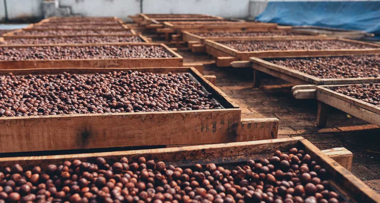 Dry-Natural-Method روش فرآوری خشک طبیعی