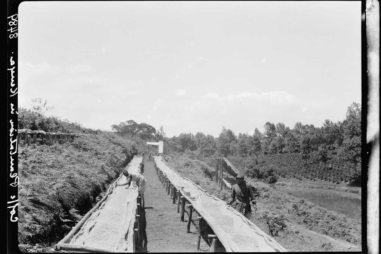 خرید قهوه کنیا آفتاب خشک خرید قهوه کنیا آفتاب خشک