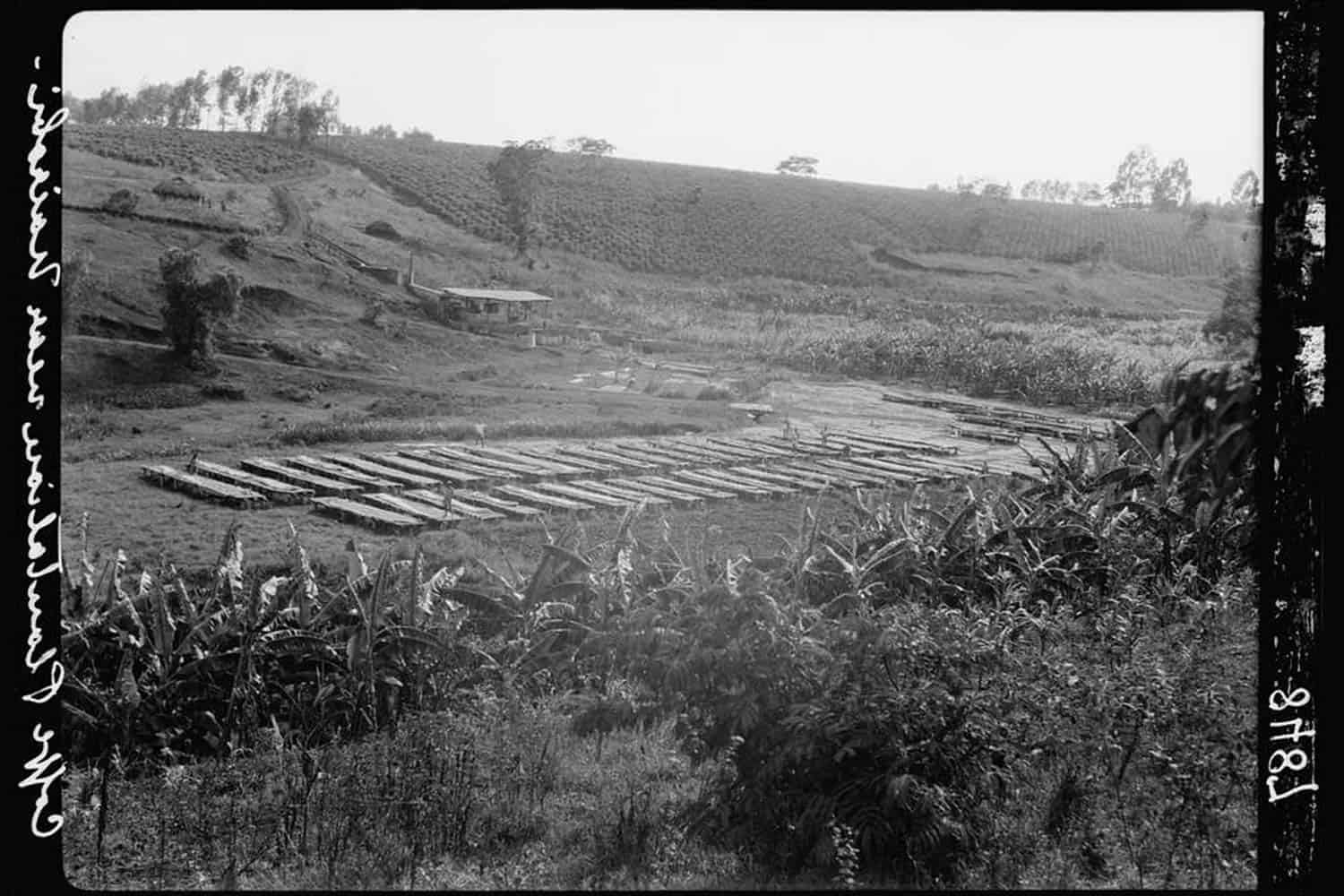 مزرعه قهوه کنیا مزرعه قهوه کنیا