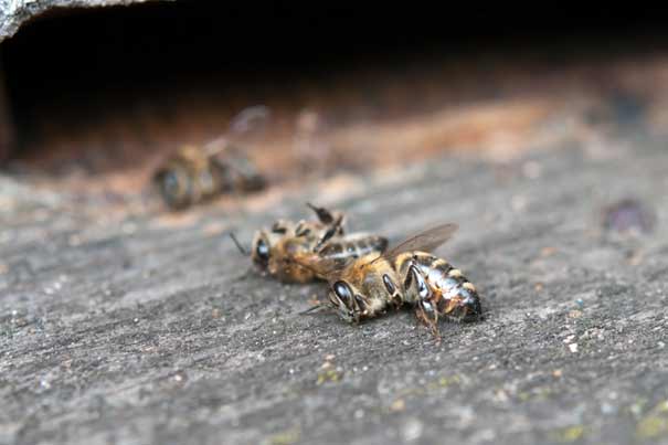 مرگ و میر زنبورها