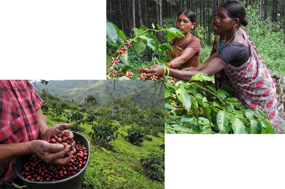 خرید قهوه هندوستان خرید قهوه هندوستان