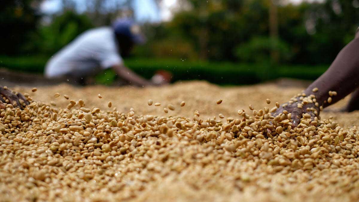 raw-coffee-in-kenya raw-coffee-in-kenya