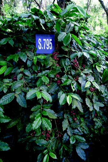 خرید-قهوه-هند-s795 خرید-قهوه-هند-s795