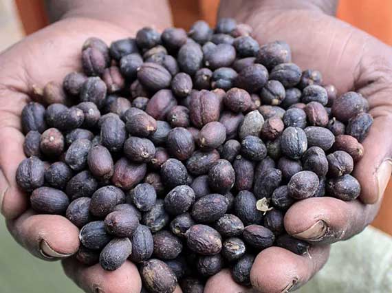 خرید-قهوه-هند-sin-9 خرید-قهوه-هند-sin-9