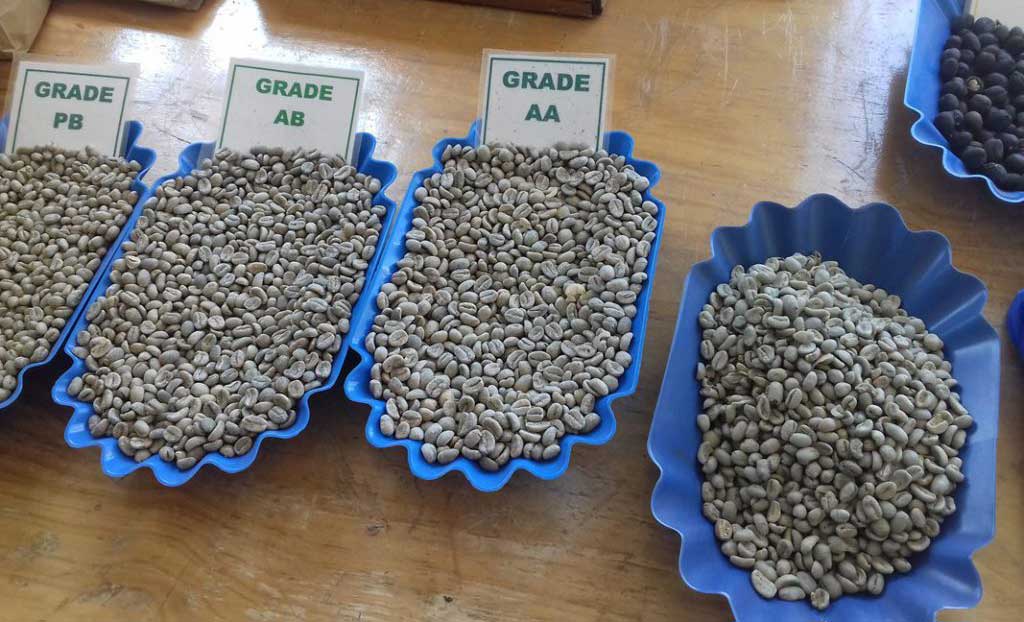 خرید-قهوه-کنیا-درجه-بندی خرید-قهوه-کنیا-درجه-بندی