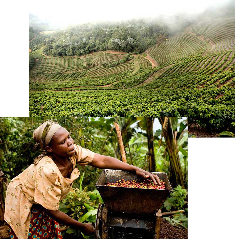 خرید-قهوه-کنیا-مزرعه خرید-قهوه-کنیا-مزرعه