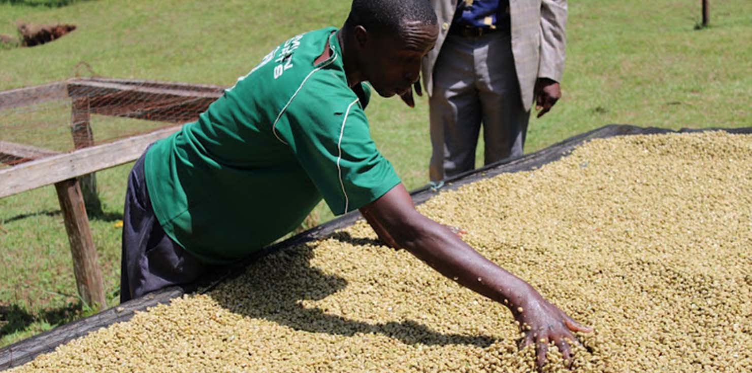 خرید قهوه کنیا کیسی خرید قهوه کنیا کیسی