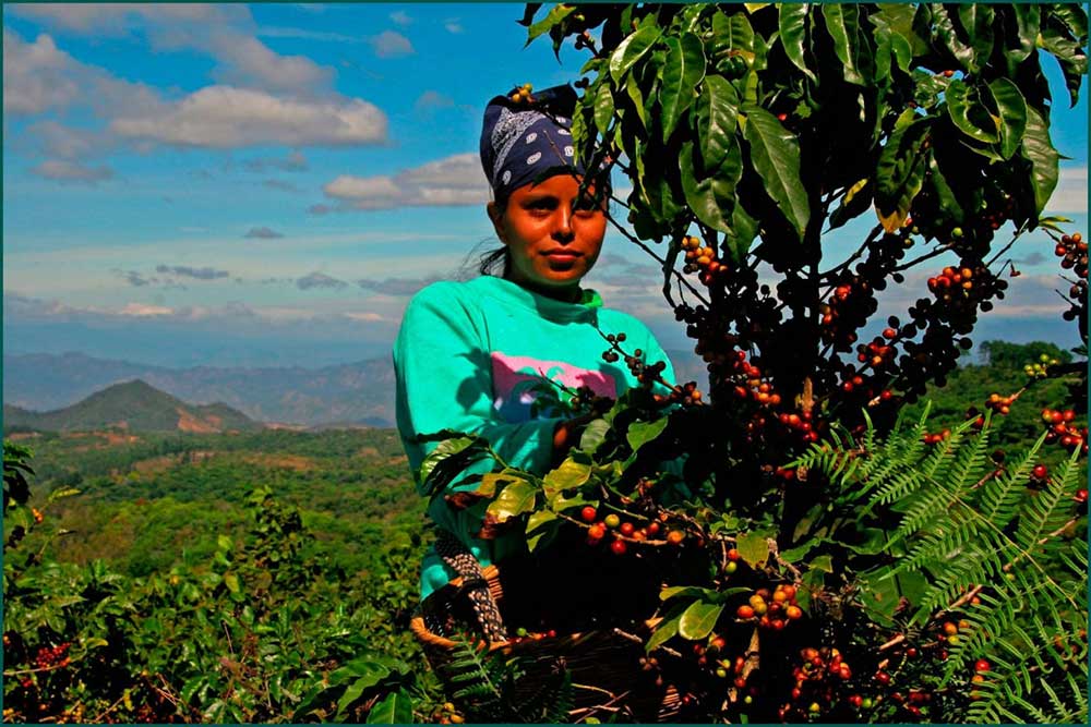 خرید-قهوه-گواتمالا-3 خرید-قهوه-گواتمالا-3