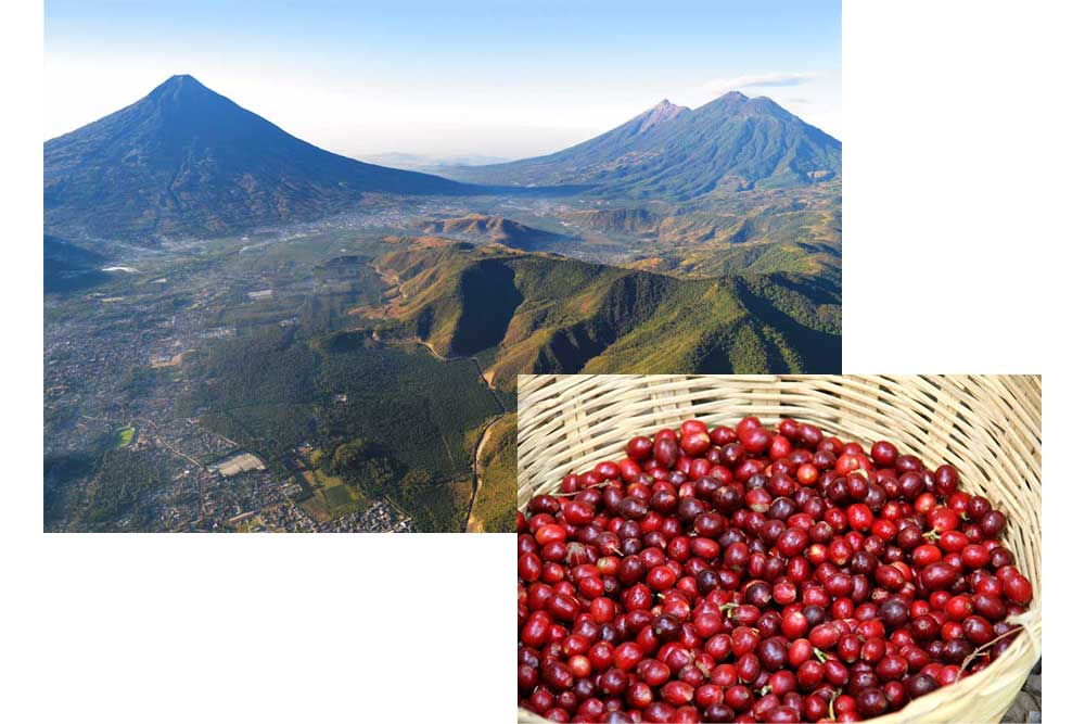 خرید قهوه گواتمالا 4 خرید قهوه گواتمالا 4