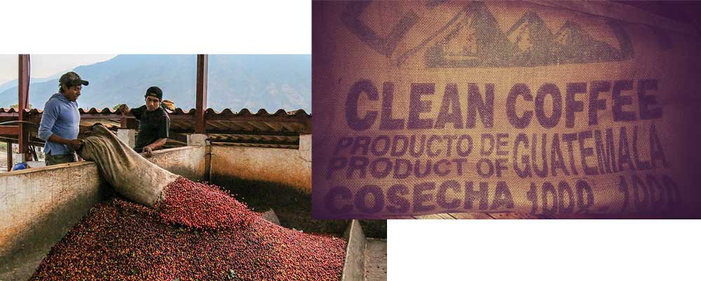 صادرات-قهوه-گواتمالا صادرات-قهوه-گواتمالا