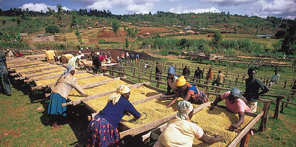 قهوه-کنیا-کیامبو،-نیری،-کیرینیاگا-و-مورانگا قهوه-کنیا-کیامبو،-نیری،-کیرینیاگا-و-مورانگا