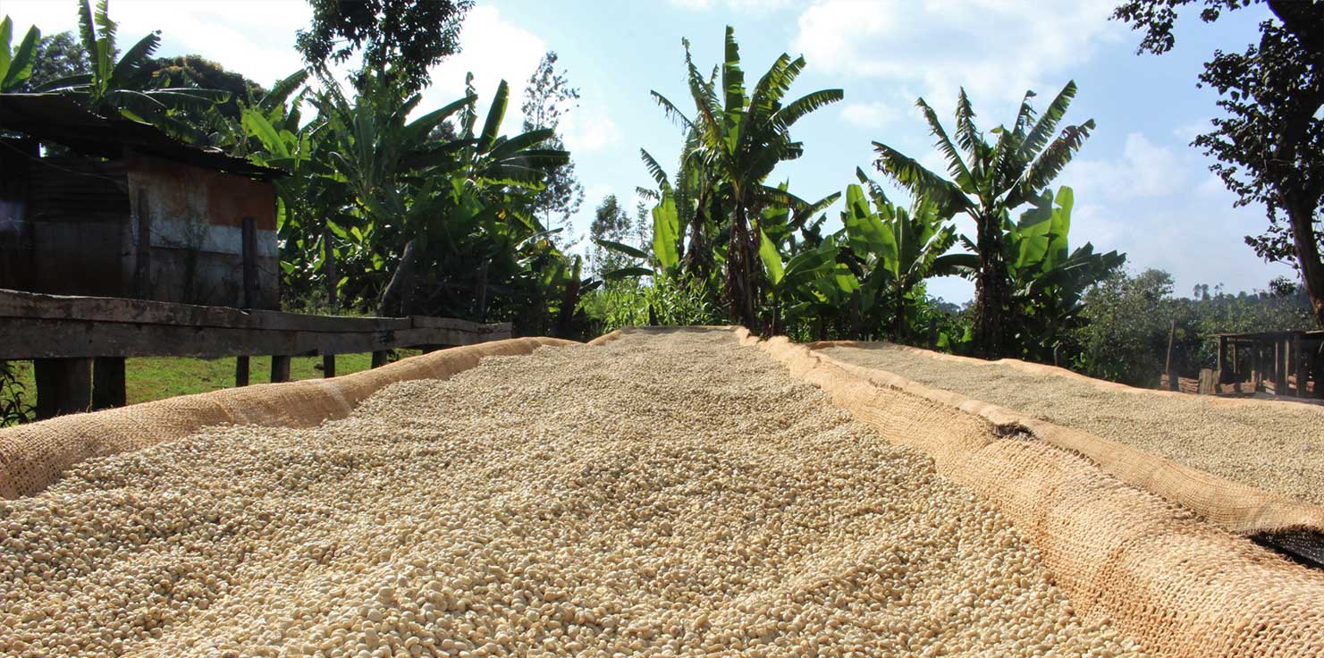 مرو-مرکزی-امبو،-ماچاکوس،-تاراکا-نیتی-و-ماکونی مرو-مرکزی-امبو،-ماچاکوس،-تاراکا-نیتی-و-ماکونی