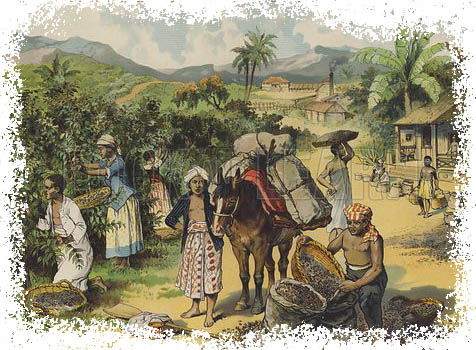 Coffee plantation کشت قهوه هندوستان